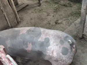 Vând porci  - imagine 3