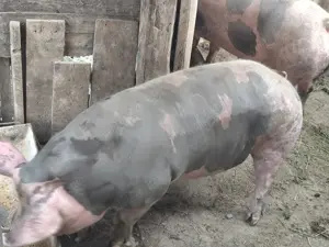 Vând porci  - imagine 4