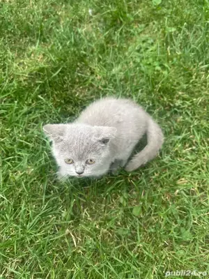 Pisica British Shorthair - imagine 3 Pisica British Shorthair - imagine 3