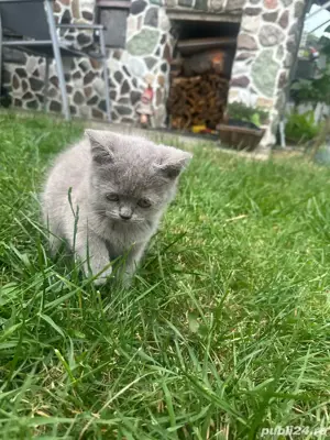 Pisica British Shorthair - imagine 2 Pisica British Shorthair - imagine 2