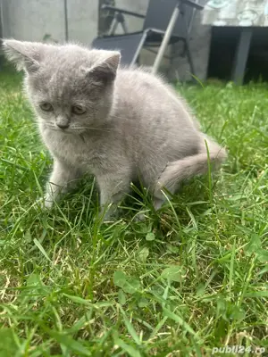 Pisica British Shorthair