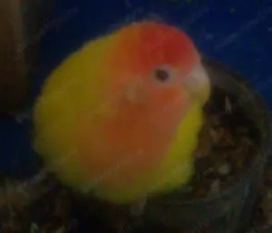 Femelă agapornis bună de reproducție