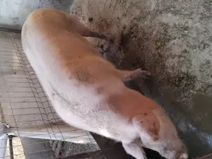 Vand purcei porci protap și porci mari - imagine 2