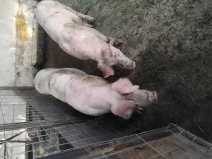 Vand purcei porci protap și porci mari - imagine 4