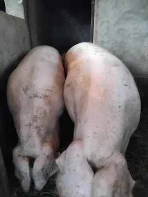 Vand purcei porci protap și porci mari - imagine 3