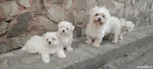 Bichoni maltezi fetițe mini - imagine 2