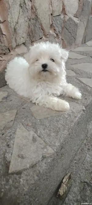 Bichoni maltezi fetițe mini - imagine 3