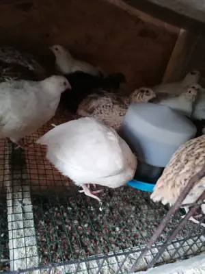 Vând prepelițe tinere polare - imagine 2