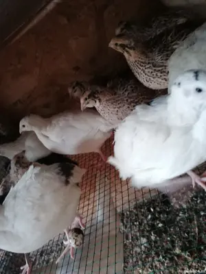 Vând prepelițe tinere polare