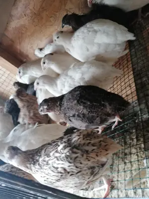 Vând prepelițe tinere polare - imagine 3