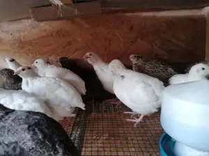 Vând prepelițe tinere polare - imagine 4