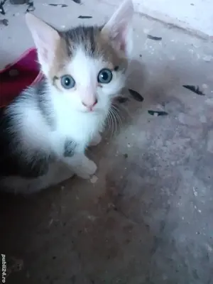 dau spre adopție pisicut