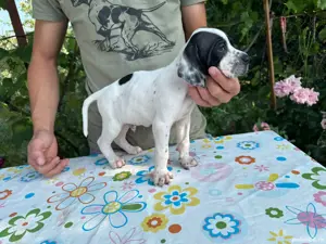 vand pointer englez parinti foarte buni la vanatoare genetica foarte buna - imagine 3 vand pointer englez parinti foarte buni la vanatoare genetica foarte buna - imagine 3