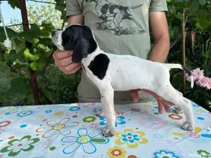 vand pointer englez parinti foarte buni la vanatoare genetica foarte buna