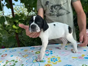 vand pointer englez parinti foarte buni la vanatoare genetica foarte buna - imagine 4 vand pointer englez parinti foarte buni la vanatoare genetica foarte buna - imagine 4