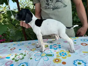 vand pointer englez parinti foarte buni la vanatoare genetica foarte buna - imagine 5 vand pointer englez parinti foarte buni la vanatoare genetica foarte buna - imagine 5