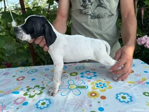 vand pointer englez parinti foarte buni la vanatoare genetica foarte buna - imagine 2 vand pointer englez parinti foarte buni la vanatoare genetica foarte buna - imagine 2