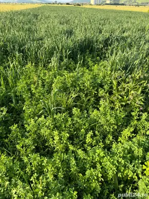 Baloti Lucerna si Lucerna cu Ovaz  - imagine 2