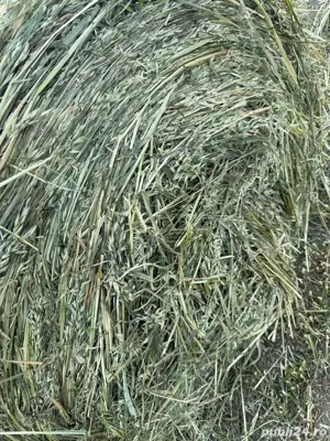 Baloti Lucerna si Lucerna cu Ovaz  - imagine 3