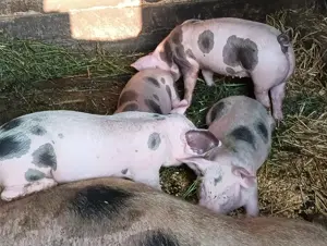 Purcei buni de vânzare 