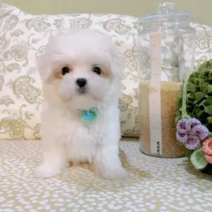 Catei Bichon Maltese Talie Mica,rasa pura-Sanatosi,Jucausi-Transport la Bucuresti