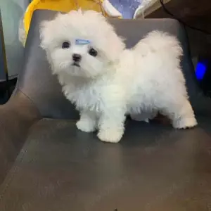 Catei Bichon Maltese Talie mica, sanatosi, jucausi,cu microcip-Livrare la Timisoara