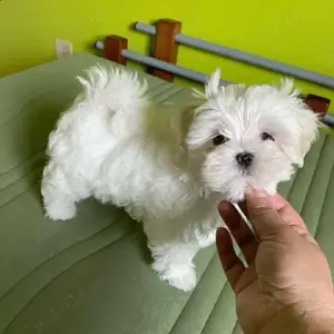 HRANA GRATUITA-Catei Bichon Maltese Talie Mica,rasa pura-Sanatosi,Jucausi-Transport la Bucuresti - imagine 3