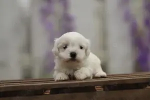 Catei Bichon Maltese Talie mica, sanatosi, jucausi,cu microcip-Livrare la Timisoara