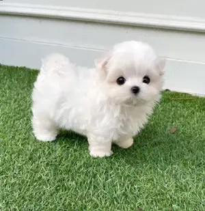 Catei Bichon Maltese talie mica sanatosi, jucausi, cu microcip-albi 100%-Livrare la Sibiu