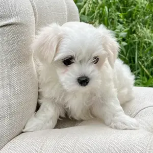 Catei Bichon Maltese talie mica sanatosi, jucausi, cu microcip-albi 100%-Livrare la Sibiu - imagine 3
