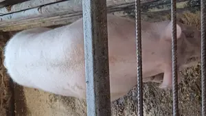 Porci de casa de vanzare  - imagine 2