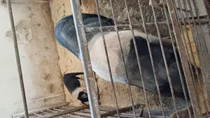 Porci de casa de vanzare 