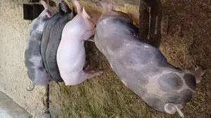 Porci de casa de vanzare  - imagine 3