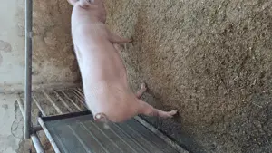 Porci de casa de vanzare  - imagine 4