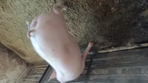 Rasa de carne aduc la domiciliu clientului 