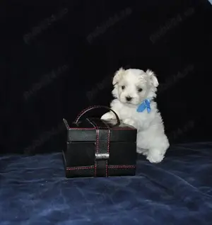 Bichon Maltese, talie Mini Toy, albi imaculat, 2 luni