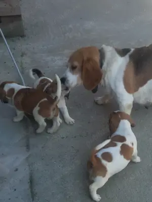 Catei beagle 8 săptămâni, vaccinați foarte jucăuși