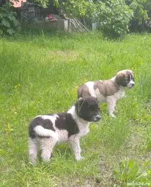 Catei ciobanesc de bucovina