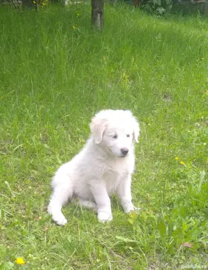 Catei ciobanesc de bucovina - imagine 3 Catei ciobanesc de bucovina - imagine 3