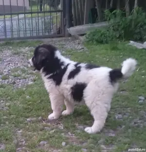 Catei ciobanesc de bucovina - imagine 2 Catei ciobanesc de bucovina - imagine 2