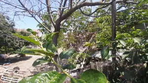 Teren foarte bun pentru construcție casă în Voluntari - imagine 17