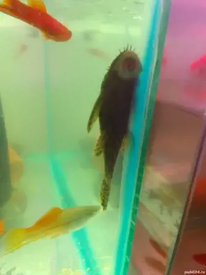 Ancistrusi malculi maturi 12 cm + - imagine 3 Ancistrusi malculi maturi 12 cm + - imagine 3