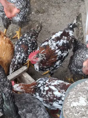 Vand familie de Italiana portelan - imagine 2