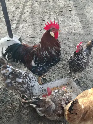 Vand familie de Italiana portelan - imagine 3