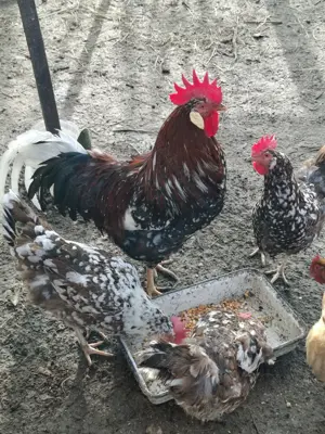 Vand familie de Italiana portelan - imagine 4