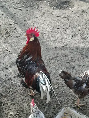 Vand familie de Italiana portelan