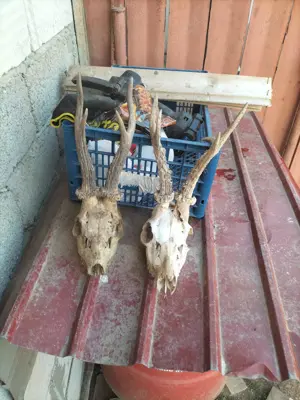 Se vinde 2 trofee căprior 