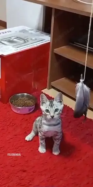 Pisica Bengaleza Bengal Cat - imagine 2