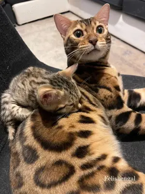 Pisica Bengaleza Bengal Cat - imagine 4