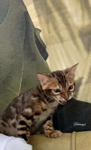 Pisica Bengaleza Bengal Cat - imagine 3